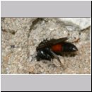 Tachysphex pompiliformis - Grabwespe m01d 6mm OS-Wallenhorst-Tongrube-Lehmwiese - det.jpg